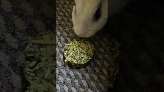 Rabbit and Hay cake