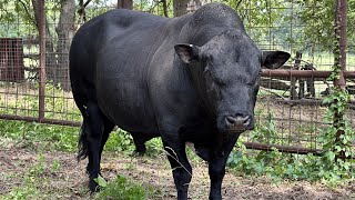 Will 25 Mashona Bulls Be Enough?