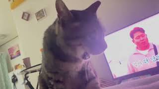 고양이는 아무 생각이 없다