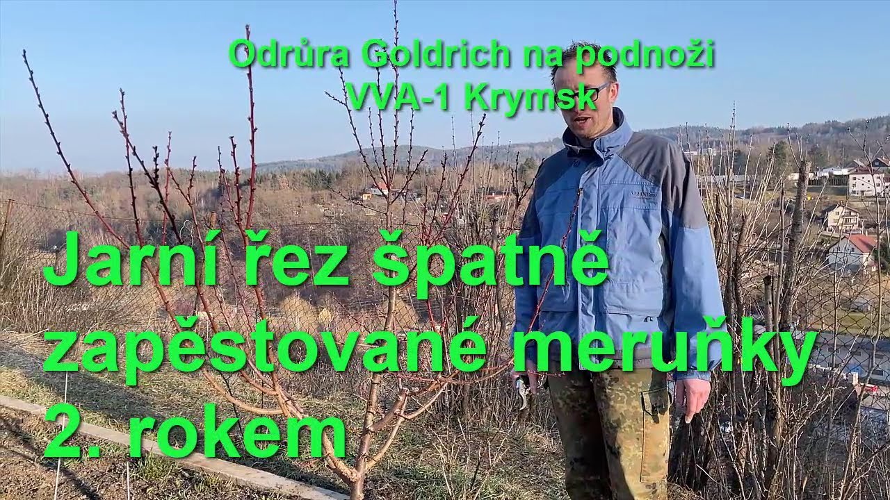 Jarní řez špatně zapěstované meruňky 2. rokem