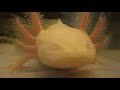 Axolotl by Julio Cortazar read by A Poetry Channel