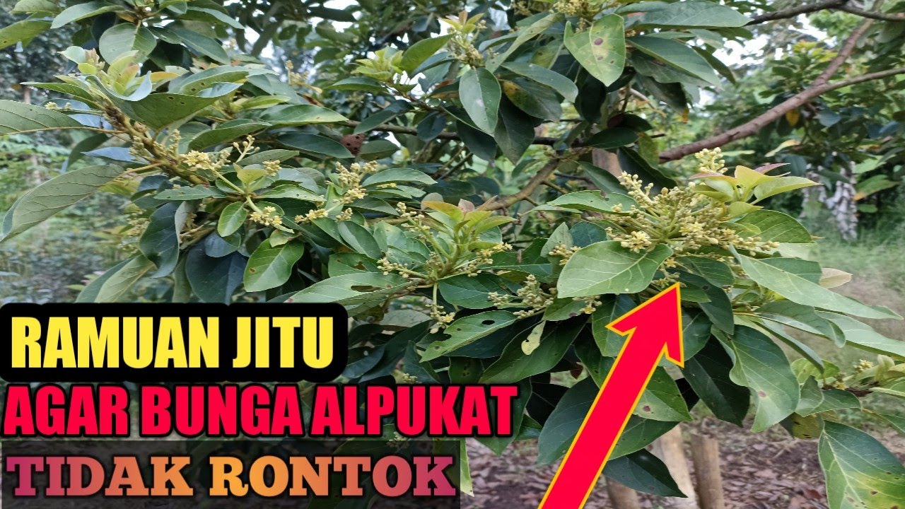 Cara agar bunga alpukat tidak rontok - bunga alpukat agar tidak rontok