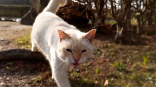 顔見たら駆け寄ってくる野良猫
