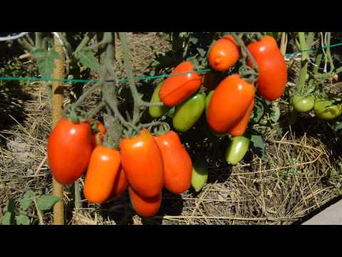 Вопрос: Кто сажал томат сорта Кибиц Как на вкус, характеристики, отзывы?