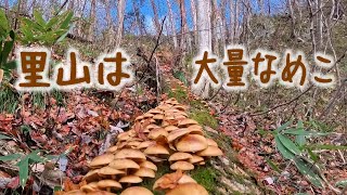 How to enjoy picking nameko mushrooms
