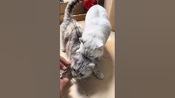 Thumbnail of Interesting pet videos! #cat #dog #pets #music #meme #funny