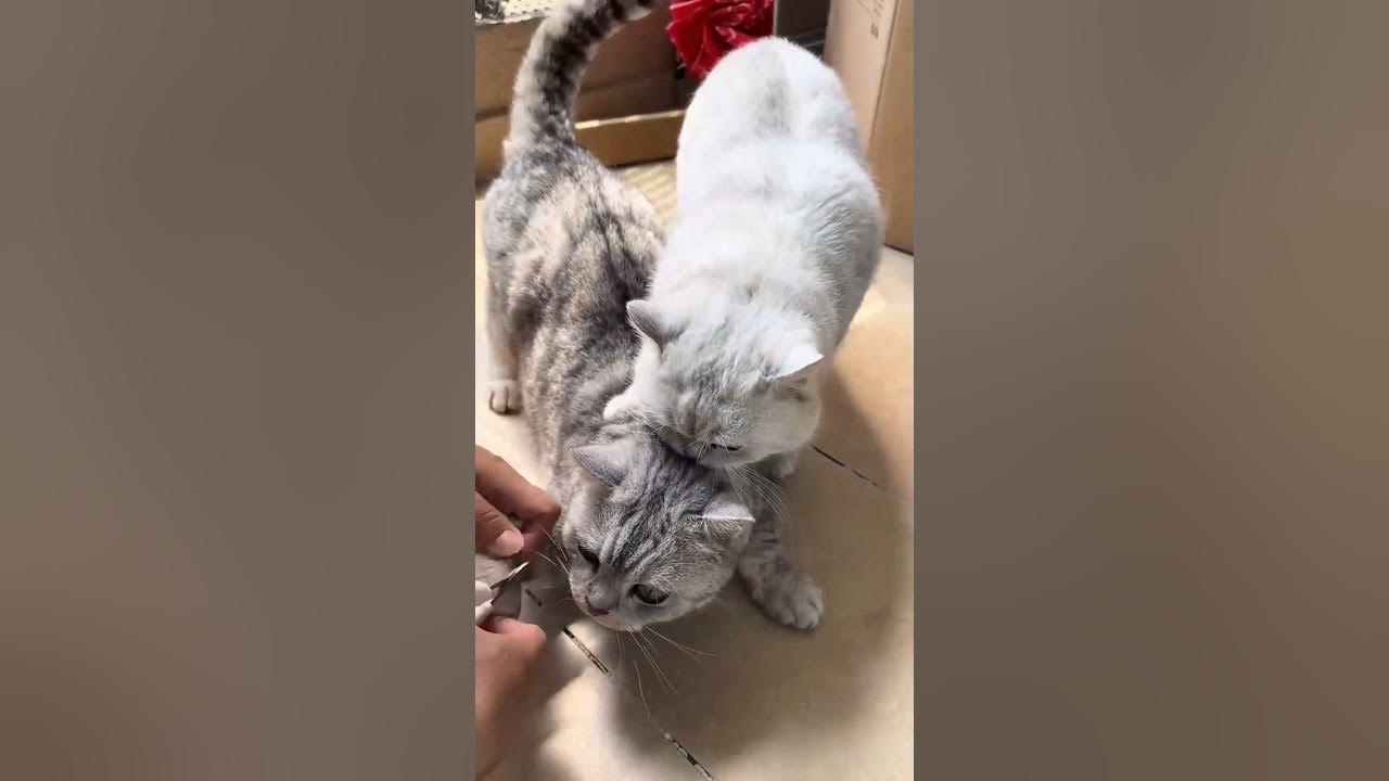 Interesting pet videos! #cat #dog #pets #music #meme #funny