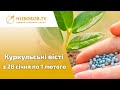 Дайджест || Куркульські вісті з 28 січня по 1 лютого