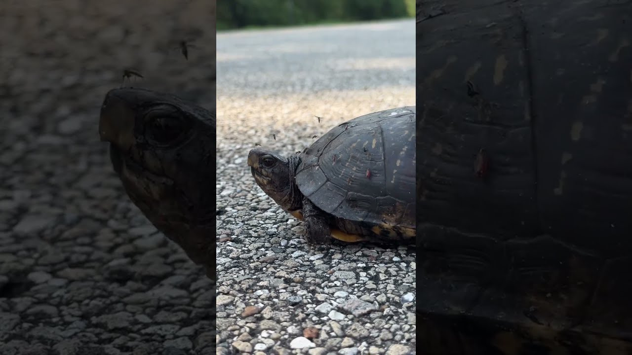 Box Turtle Plagued By Mosquitos In Florida 
