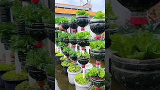🌱 Comecei minha horta com menos de R$20 e descobri uma forma simples de criar renda extra em casa.