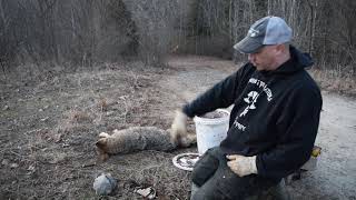 Coyote Trapping with Saber-Tooth Drags