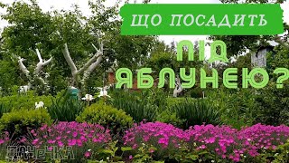 Що посадить під яблунею. Рослини для затінку.