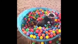 ▣▶ 💖 Köpeğin Keyfine Diyecek Yok 💖