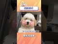 来看价值十八万的狗狗! #狗狗 #棉花棉纱犬 #宠物