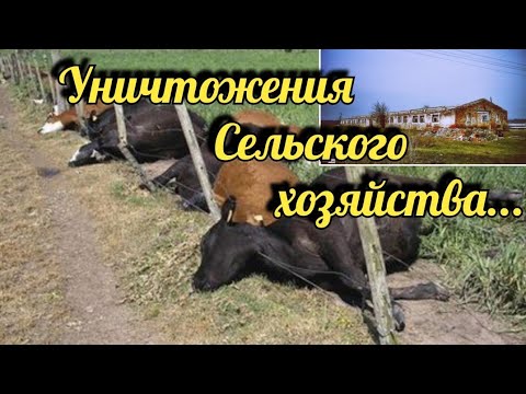УНИЧТОЖЕНИЕ СЕЛЬСКОГО ХОЗЯЙСТВА, кто за этим стоит и для чего...
