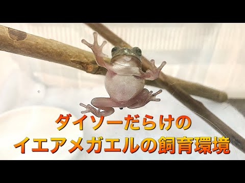 イエアメガエルをお迎えしたので飼育環境を作りました Youtube