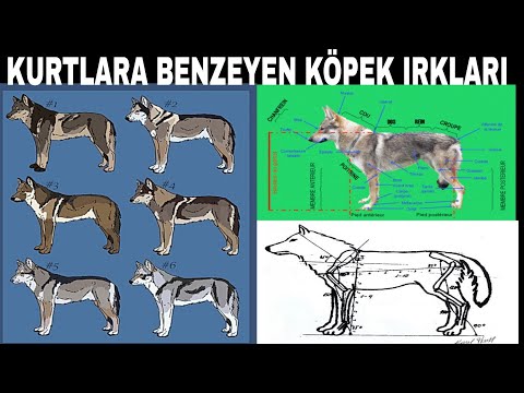 Video: Kurtlara benzeyen 11 köpek