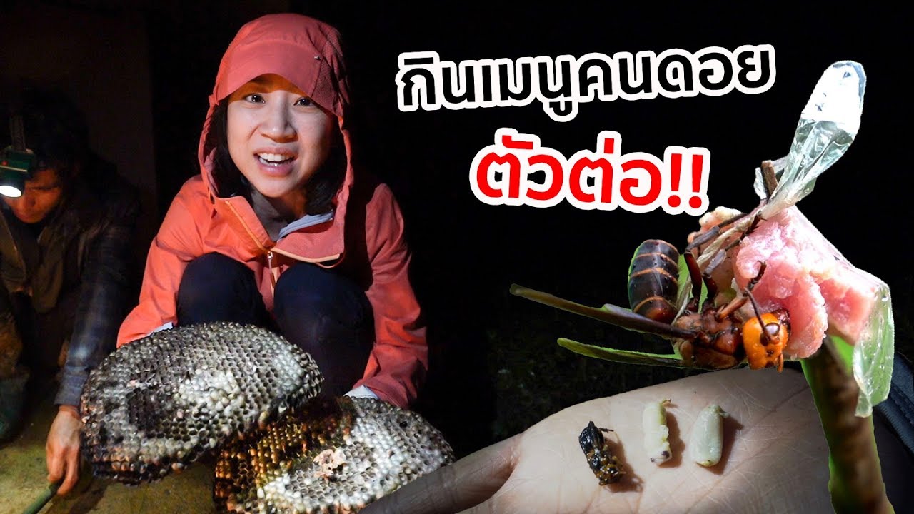 เมนูคนดอย ไปเอา 'รังต่อ' มากิน!!! |  Tribal Menu ‘Wasps’