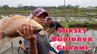 Sukses budidaya Ikan Gurami || Bobot Rata-rata 1,2 kg || Untung besar