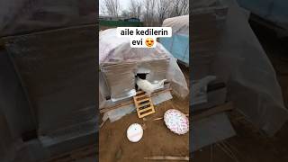 Aile kedilerin evi 😍_kedi videoları #cat #shortsvideo #kitten #kedi