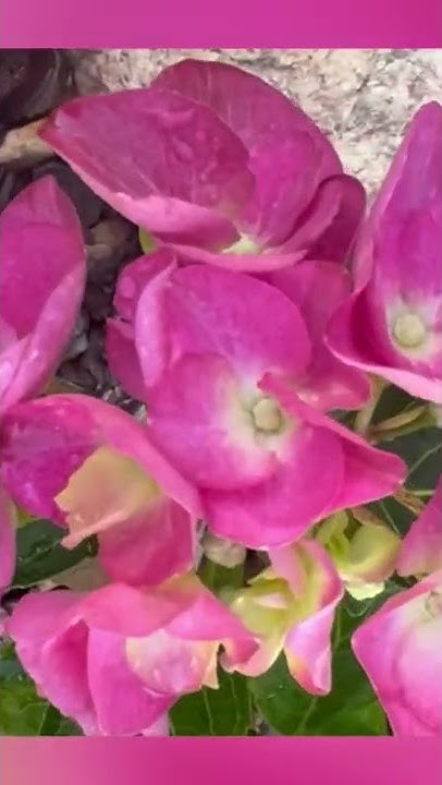 Бордовая гортензия которая не поникает на солнце. #garden #гортензия # ...
