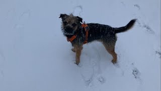 It Started Snowing ❄️🐾⛄ by Gizmo The Border Terrier 🐾🐕 351 views 3 months ago 1 minute
