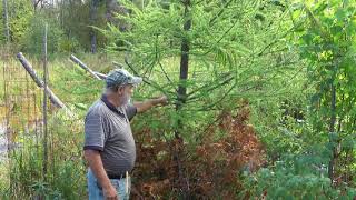 Easy & cheap way to protect trees from antlered bucks