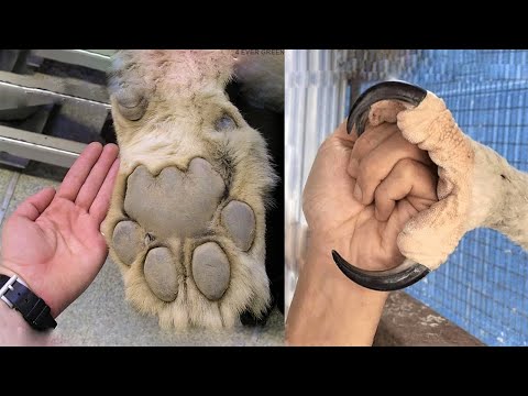 Video: Which Animal Has The Longest Claws