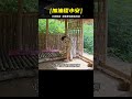 流浪男孩一夜沒睡好，房間四處透風，起床就開始制作房間門 #荒野求生 #荒野独居 #求生挑战 #生存挑战 #荒野