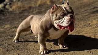 Most extreme American micro bully