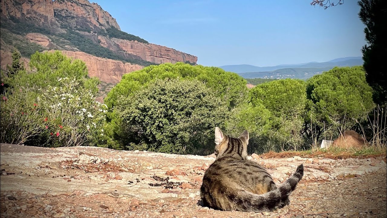 Psalm 51 Gott, sei mir Sünder gnädig! Der vierte Bußpsalm. ( Schlachter )