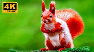 Best Moments of Squirrel Life | 4K ULTRA HD