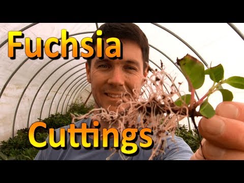 Video: Reproduktion Af Fuchsia Ved Stiklinger Derhjemme: Træk Ved Stiklinger I Efteråret. Hvordan Roter Og Formerer Jeg Fuchsia? Finesser Og Hemmeligheder Ved At Vokse