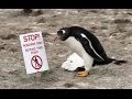 Pinguine auf den Falklandinseln Minenfelder
