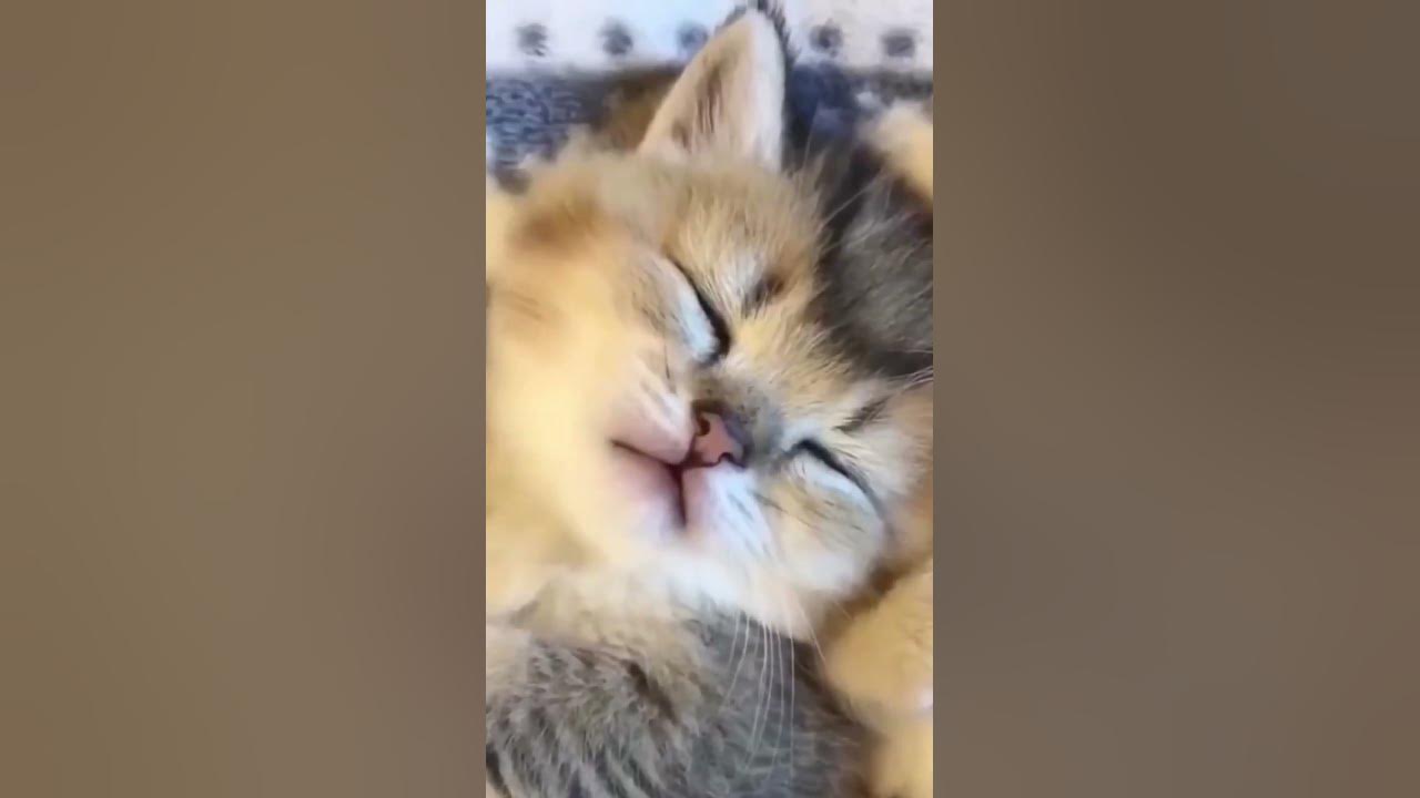 Очень милые и смешные котята - YouTube