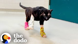 These Brave Kittens Survived The La Fires The Dodo
