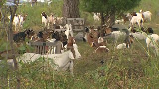 Dozens of goats hired to gobble up overgrowth at the Houston Arboretum