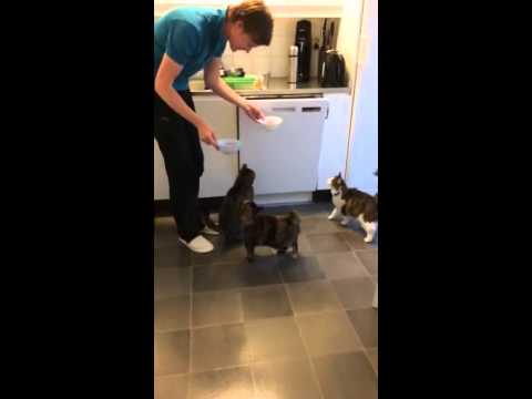 Video: Mata Katter En Naturbaserad Kost - Wild Cat Food