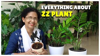Everything About ZZ Plant | Varieties | Care | Tips