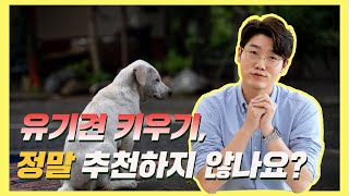 유기견 입양, 정말 추천하지 않나요? | 설채현 행동학 수의사