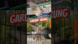 Download Lagu trucukan garuda gaya petarung terbaik #trucukangacor #trucukangaruda #trucukanfighter MP3 Download Lagu trucukan garuda gaya petarung terbaik #trucukangacor #trucukangaruda #trucukanfighter MP3