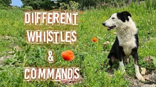 Different sets of whistles to use on sheepdogs