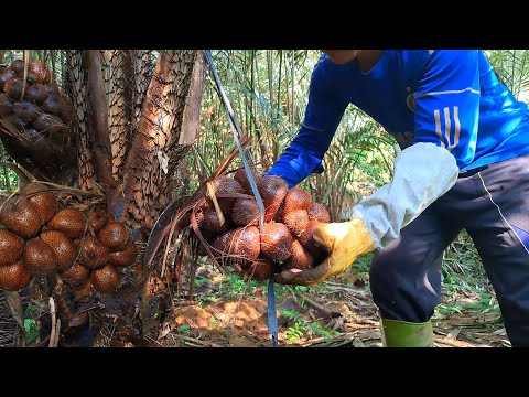 What Is Buah Salak