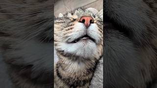 Happy Fluffy Misti Furrsday 😻💓✨💓😻 #cat #cute #asmr