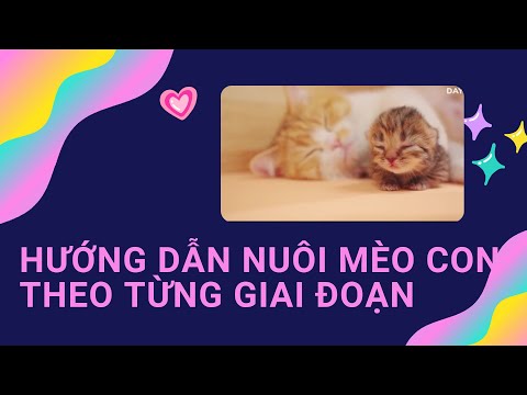 Hướng dẫn nuôi mèo con từ lúc mới đẻ đến lúc già khú đế