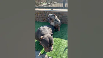 American Bully Pocket 