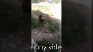 Dog ? vs cock ? fighting, Amazing video
