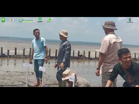 Gerakan Hijau Siak: SPLP & Komunitas Selamatkan Ekosistem Pesisir | 2025