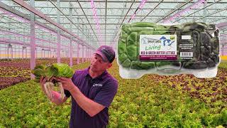 Living Red and Green Butter Lettuce by Great Lakes Growers