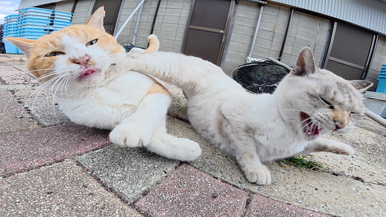 Сильный кот гоняется за милыми сиамскими кошками